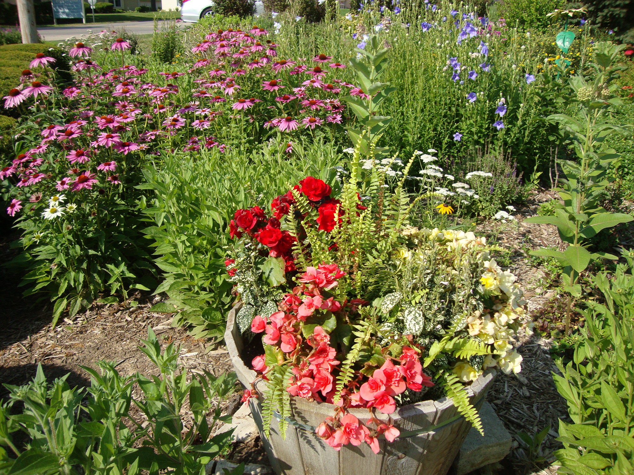 Flowers in a pot in a garden