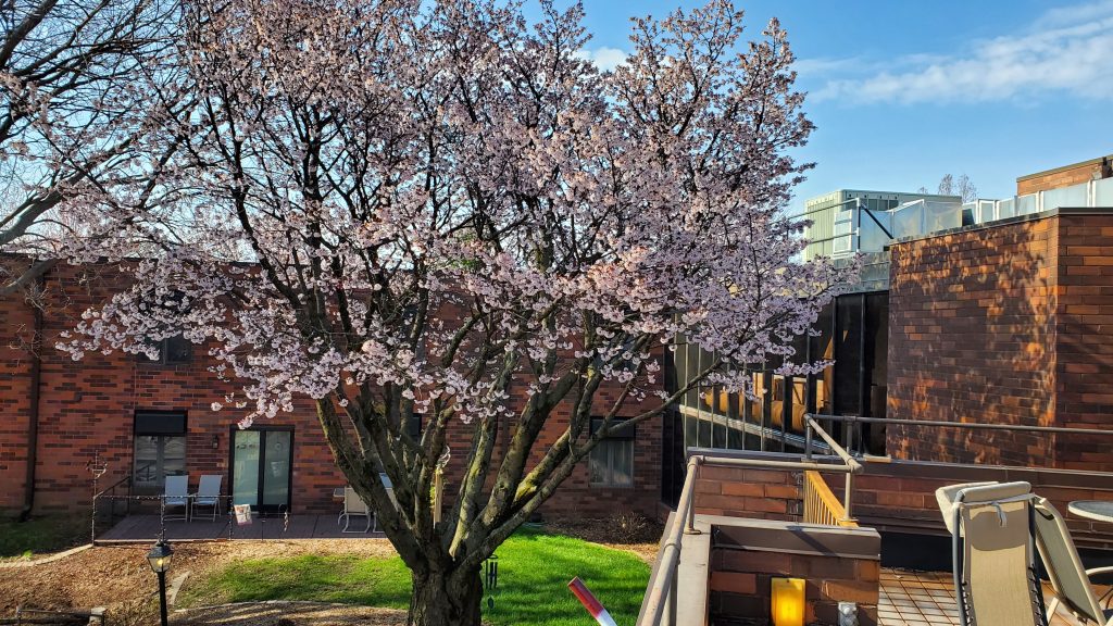 Trees in the Ridgecrest Village courtyard